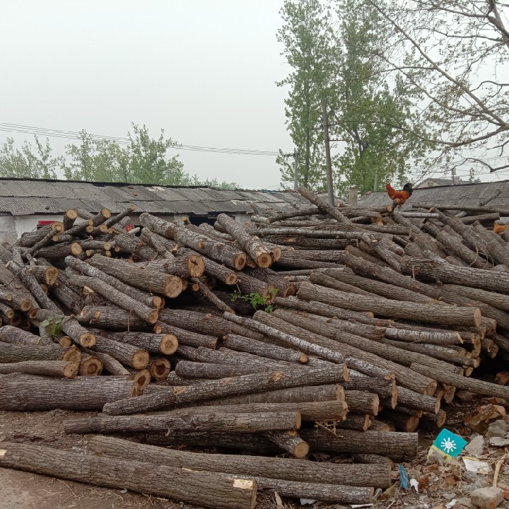 爱吃三丝鱼卷的香芋