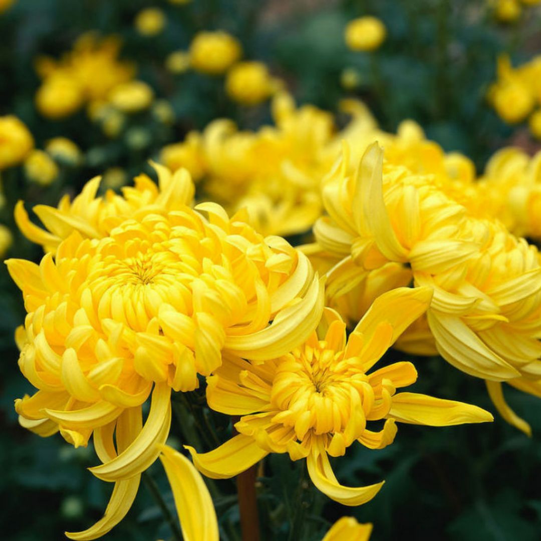 老爷爱上网身体棒