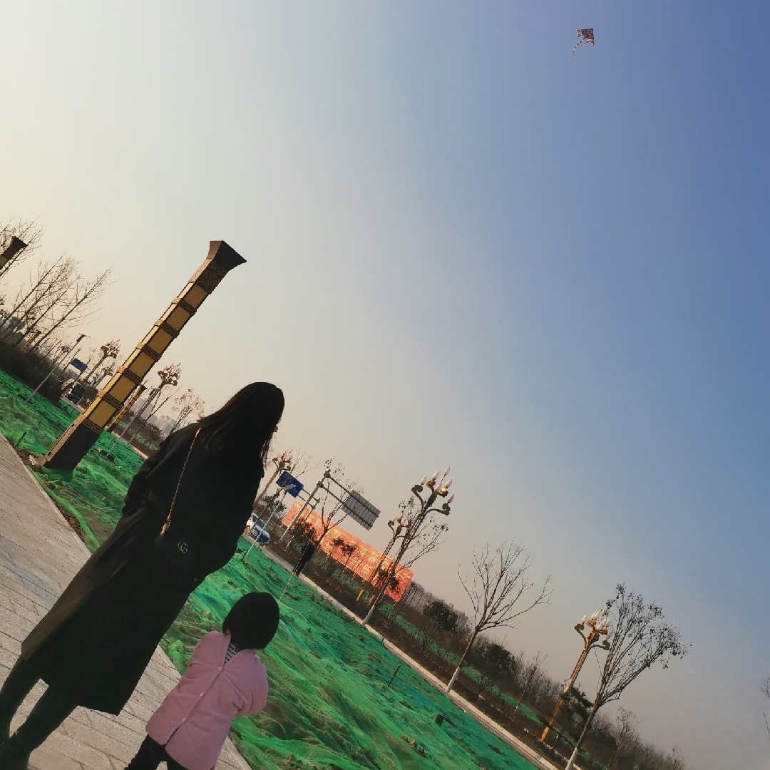 浅紫色的豆茶决明