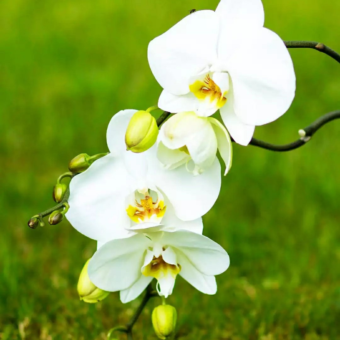 爱吃一品鱼方的发际线81