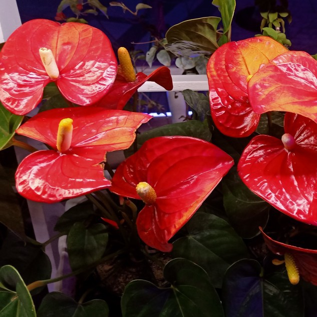 爱吃软烧茄子的时光