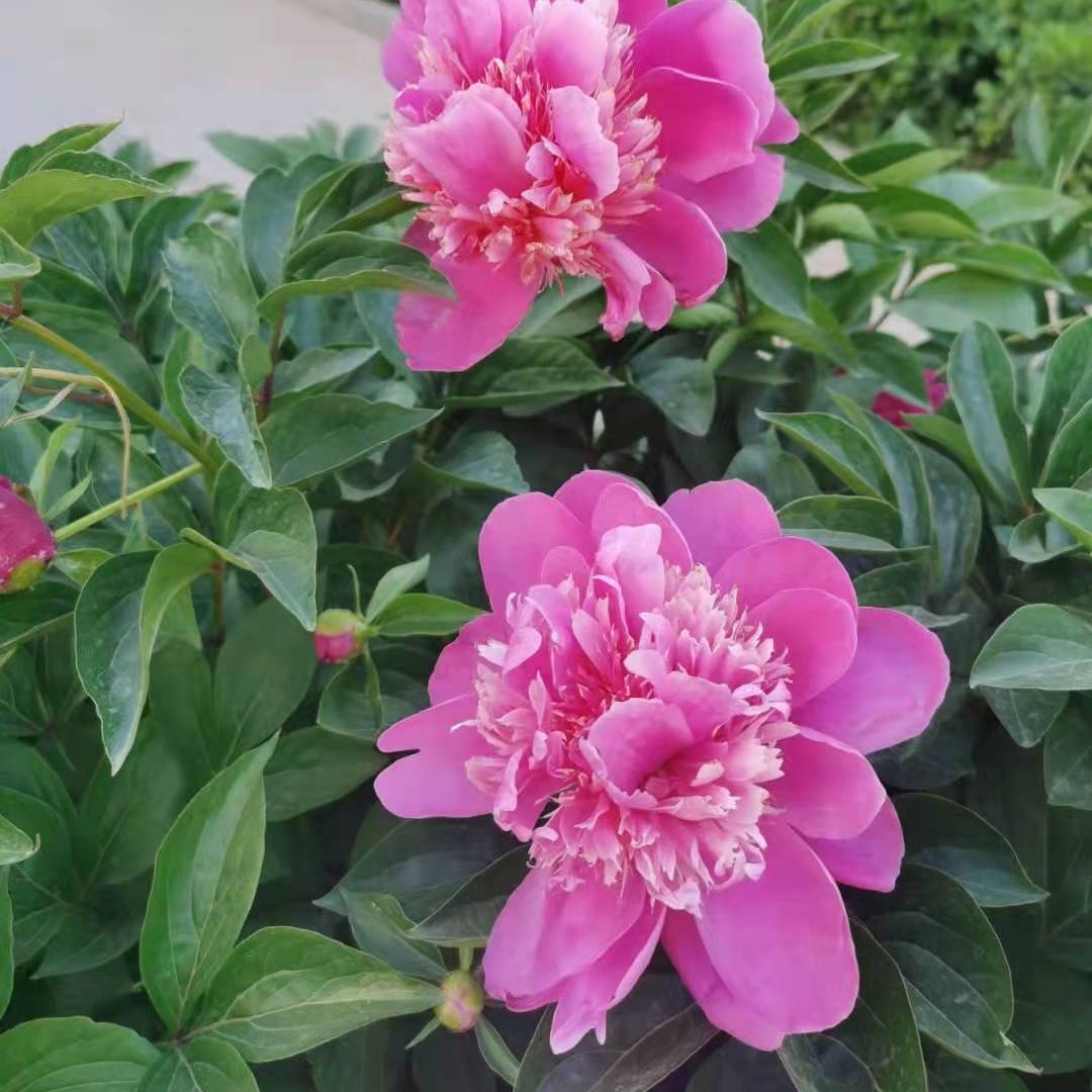 夏日炎炎最机敏2心号