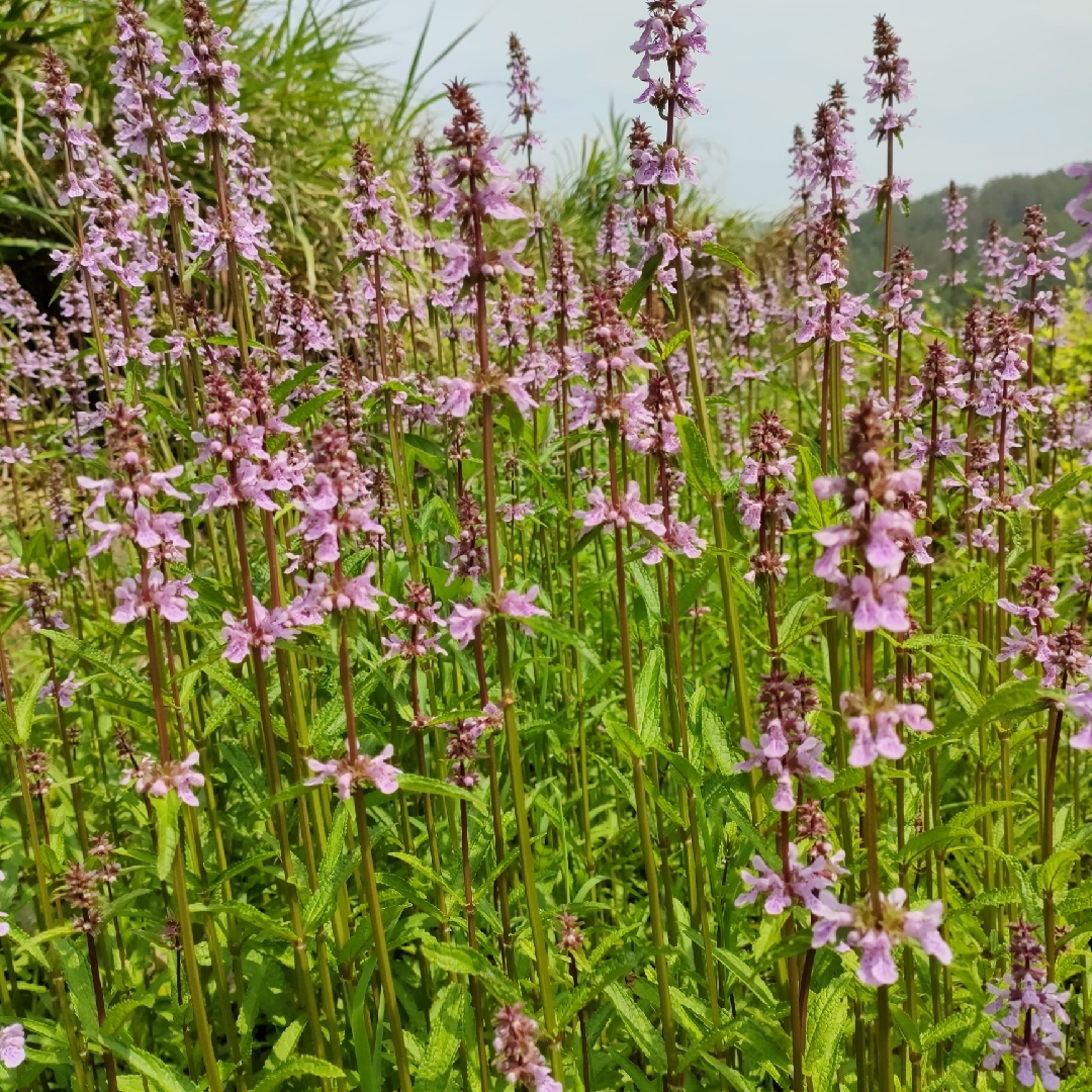 白云深处靖安人家