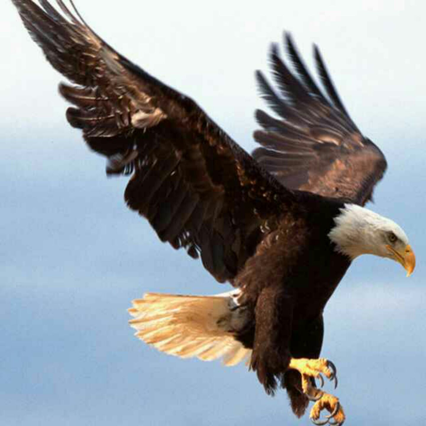 远去的飞鹰！！！！