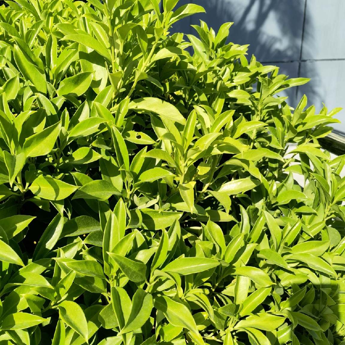 真的不是吧_1533