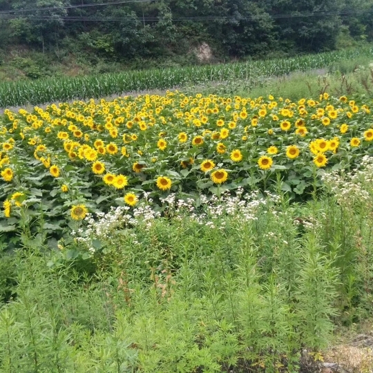 送你离开你不要回来