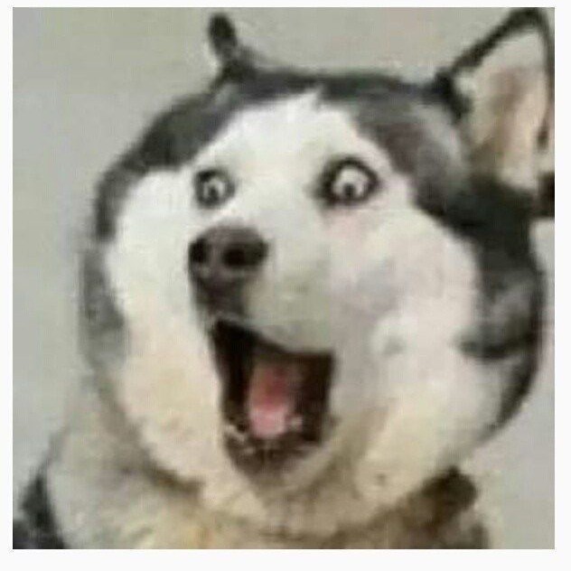 可爱的老实宝宝