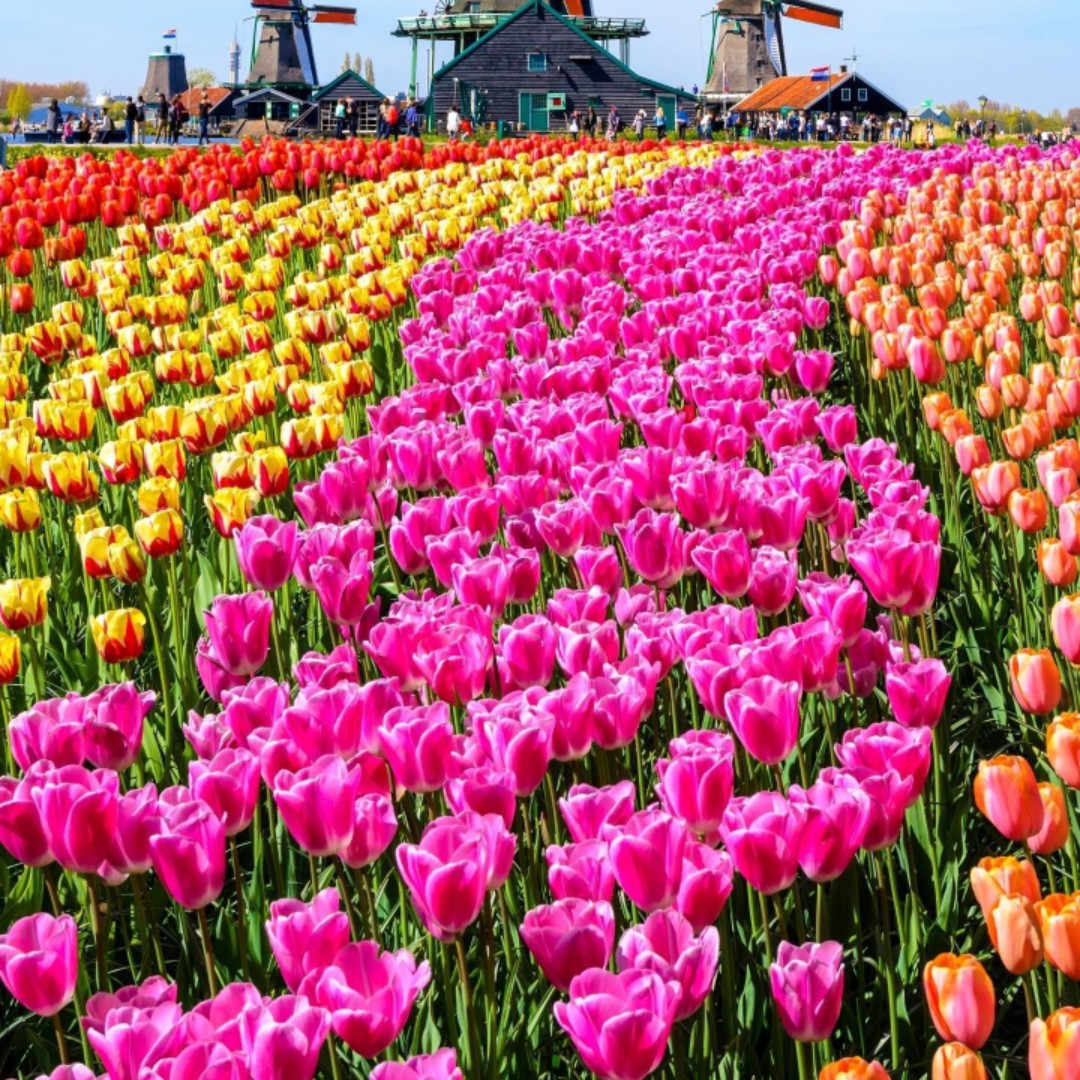 心若向阳无俱悲伤10