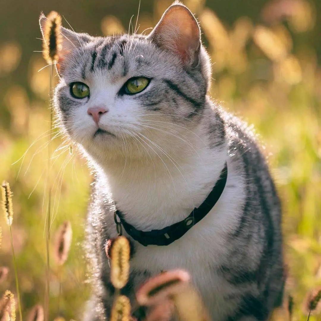 阿尔卑斯^O^都没伱甜