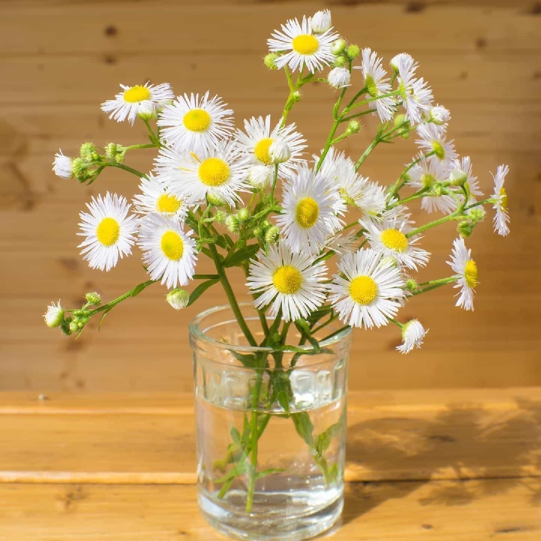 五彩缤纷的丽兰