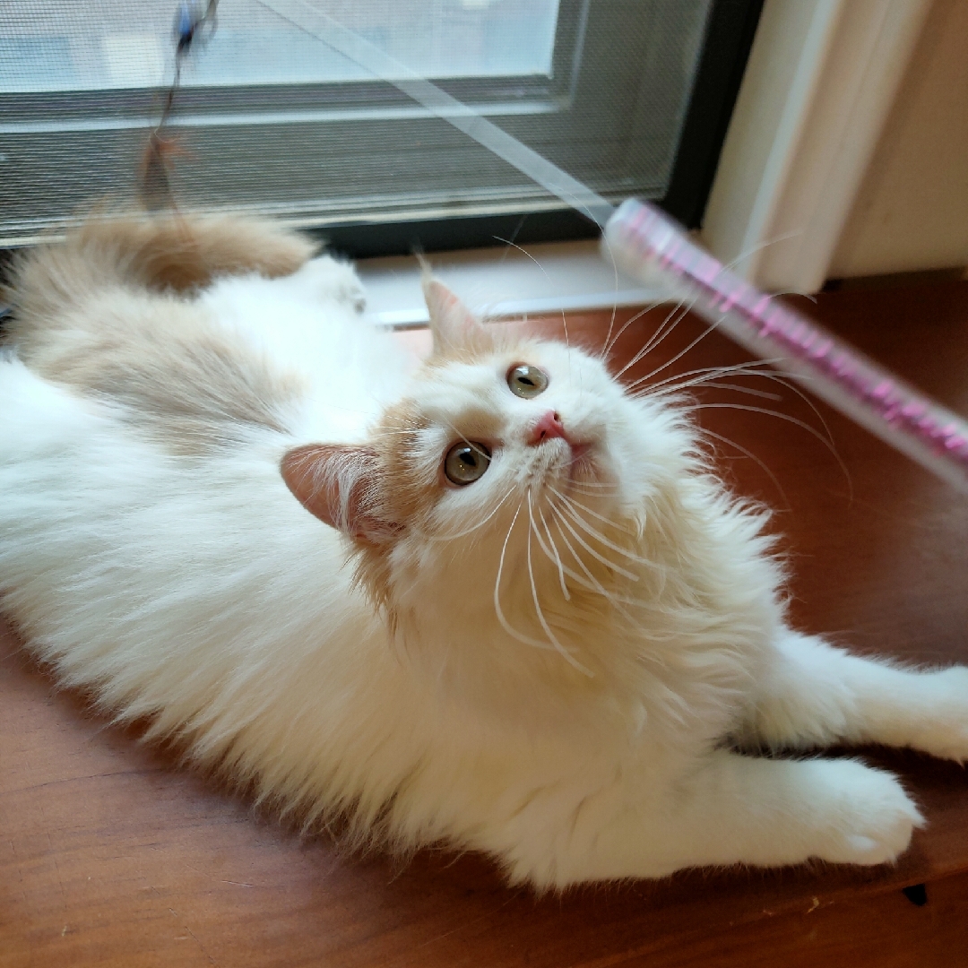 广陵深沉的饼干+_+