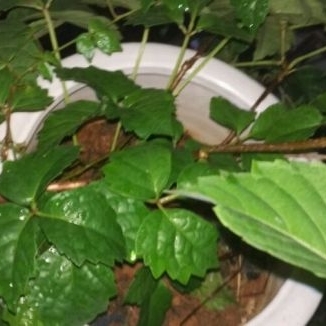 6669品海参的小西