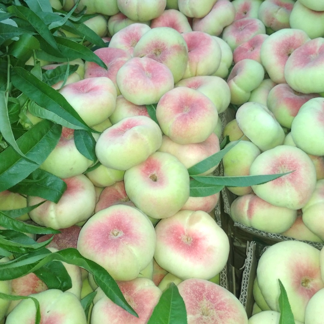 果子熟了哒哒哒