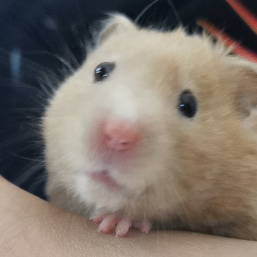 爱吃泡菜肥牛的小助理