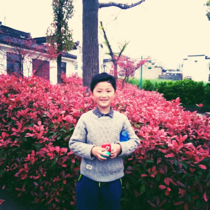 棕色的乔松独行