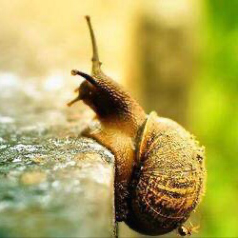 FlyingSnail