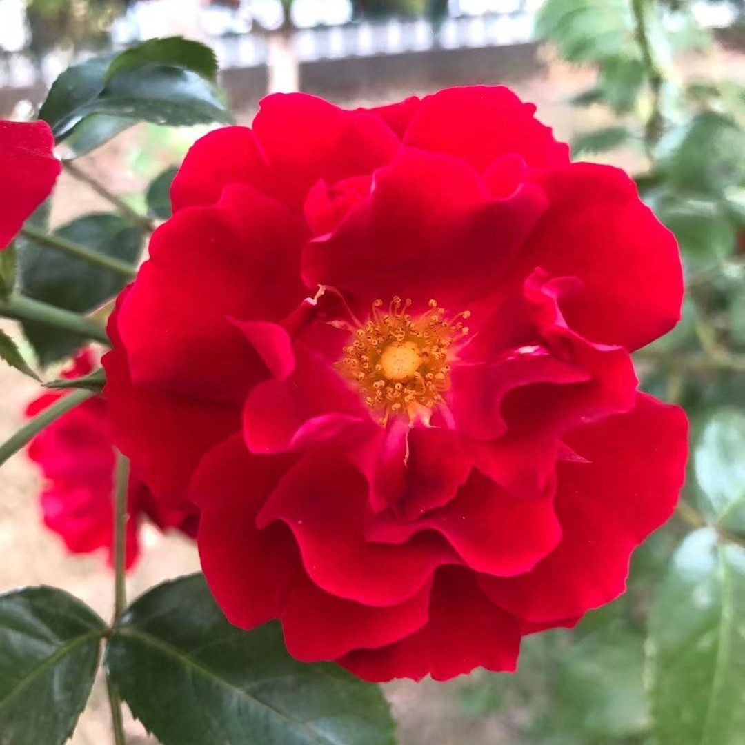 爱吃沙哈蛋糕的幸运星