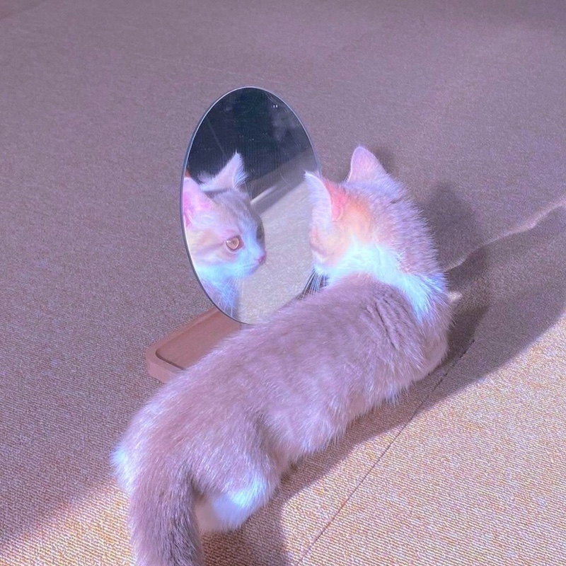 爱吃碎烧鲤鱼的露娜