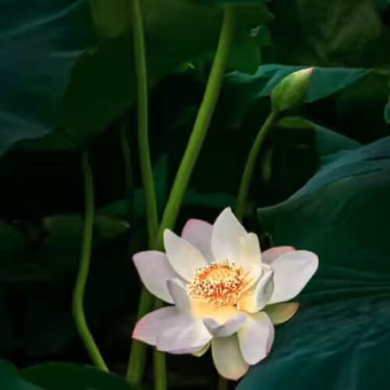 柠檬黄的茎花排草