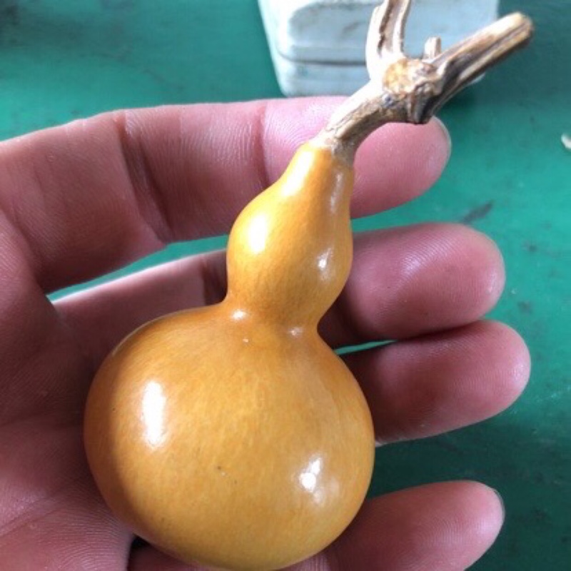 杏黄色的鹰嘴豆族04