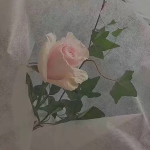 我有一只兔宝贝