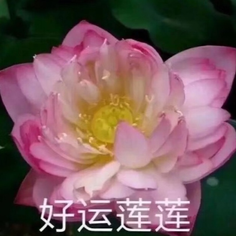 笑笑妈咪有知识