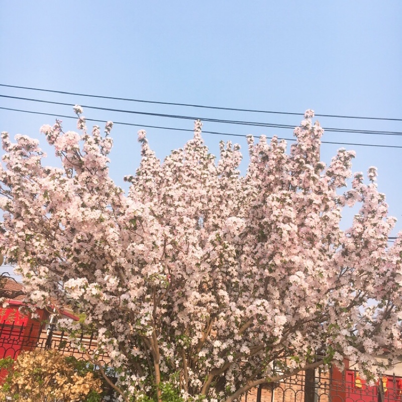 爱吃三鲜鱼头的辣条