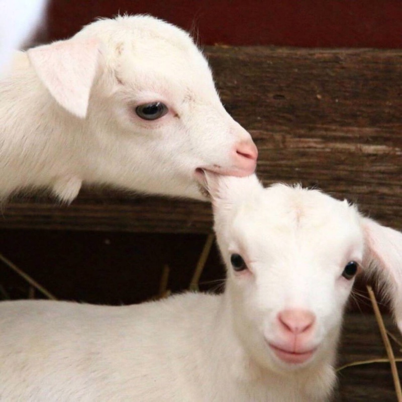 陈姓同学叫耳东