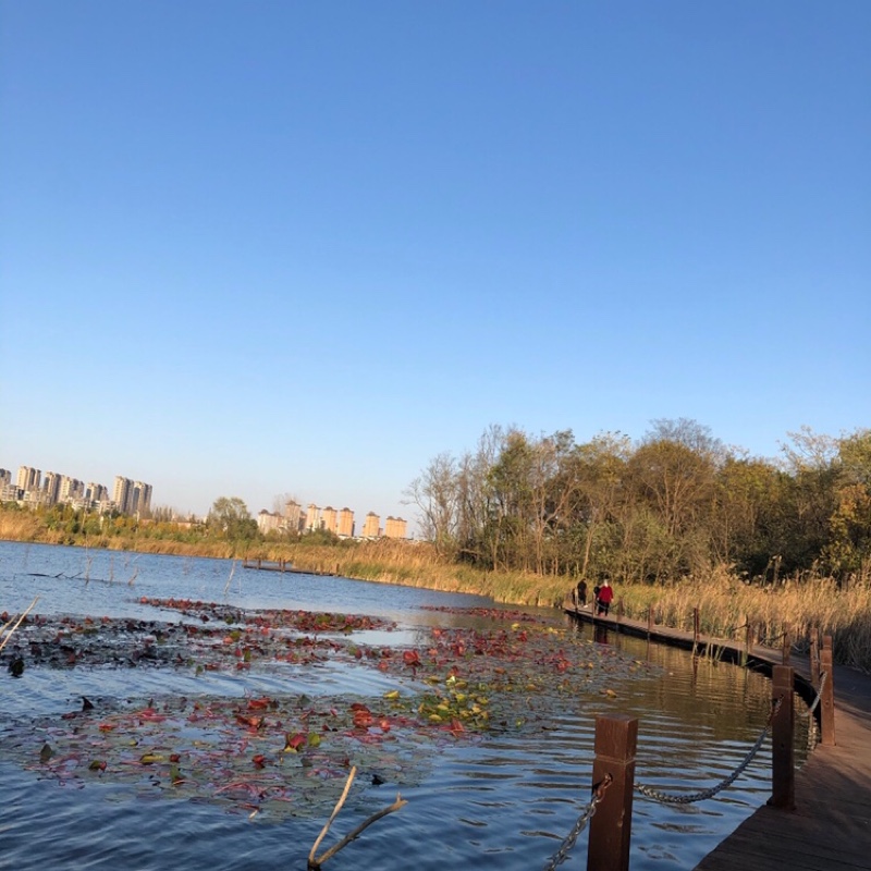 绿油油的圆叶当归斯基