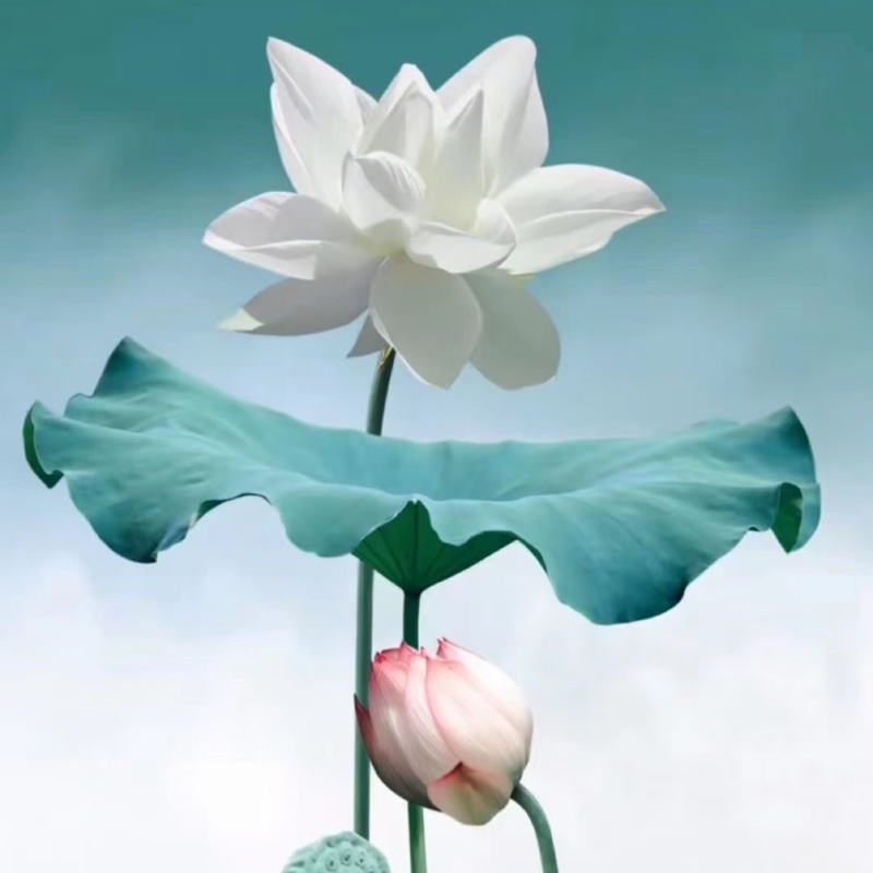 陶都热情的果糖