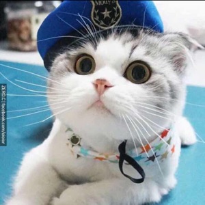 爱吃孜香黄瓜的小螺号