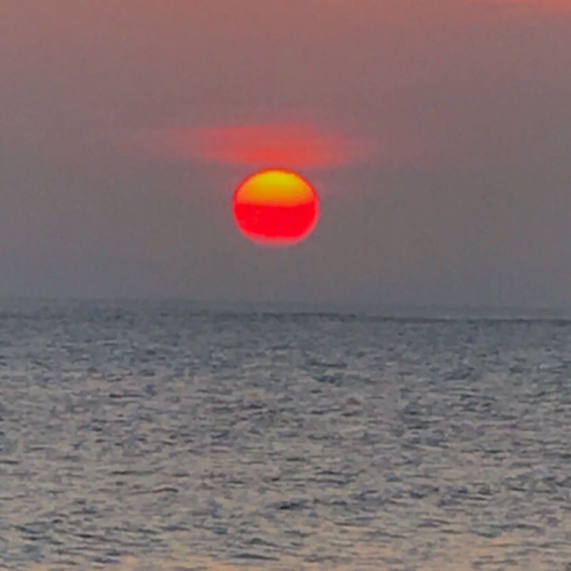 爱吃酱香烤鸭的宠爱