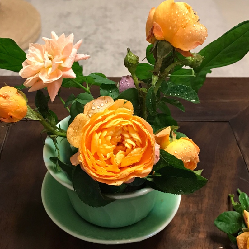 小小跳鱼不是你的亲