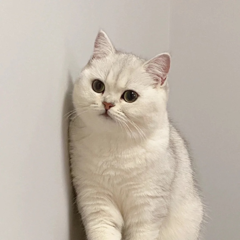 小猫咪吃小鱼干