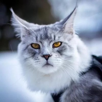 猫胡须上放点盐