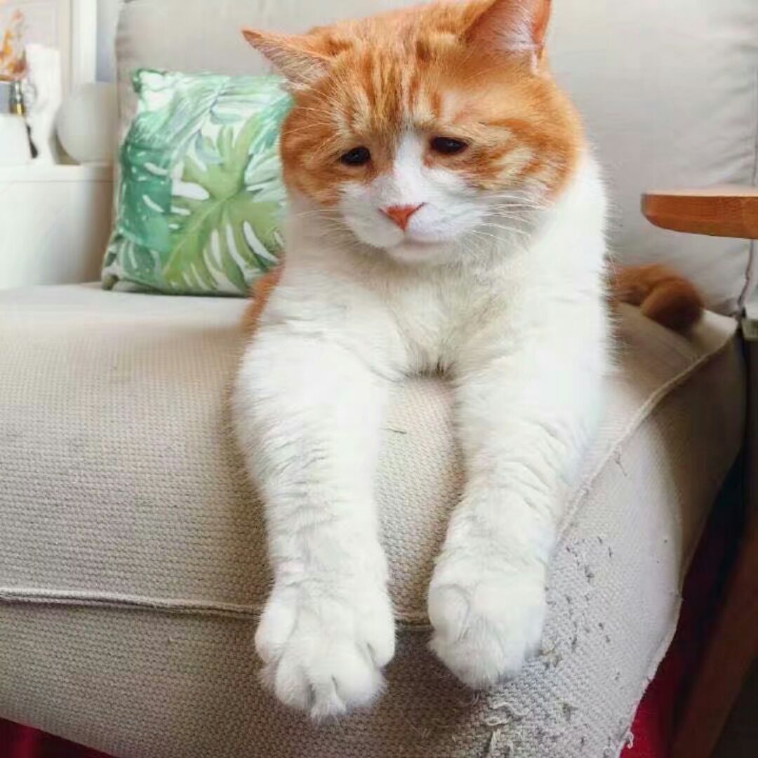 迷之家的小风兮