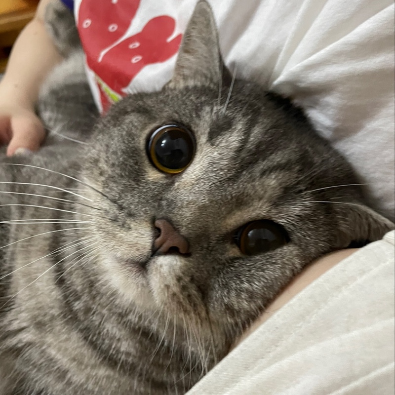 骗我不是中国人