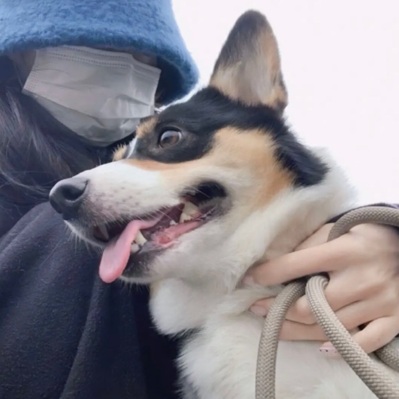 爱吃奶茶面包的企鹅