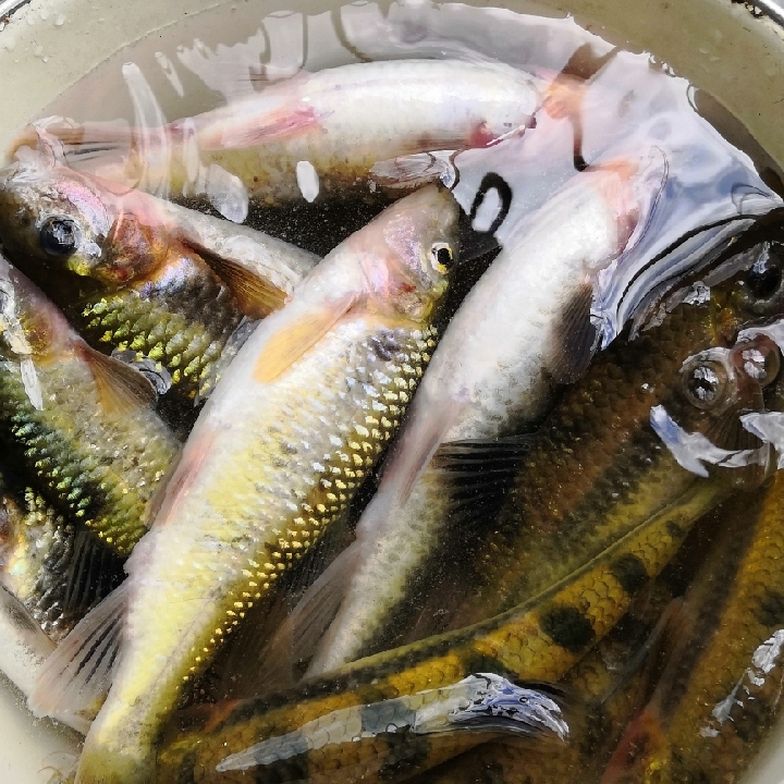 爱吃一品豆渣的小镇姑娘