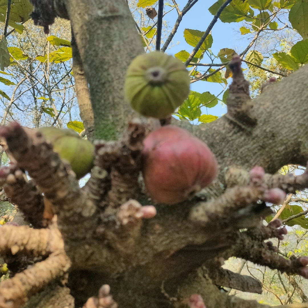 爱吃风琴土豆的梅罗