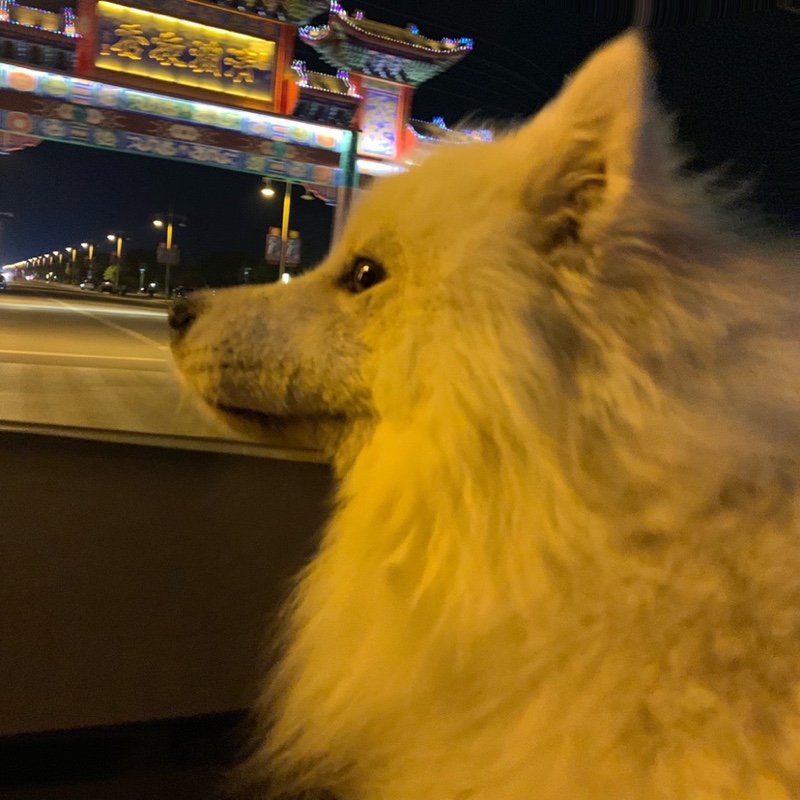 王祖贤又买什么了