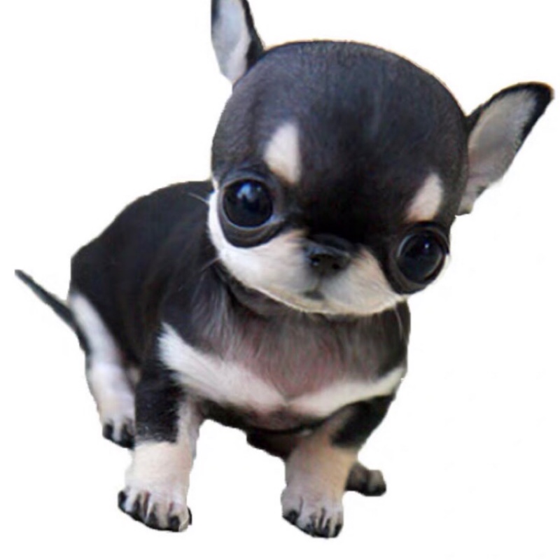 蓝色的麒麟尾属