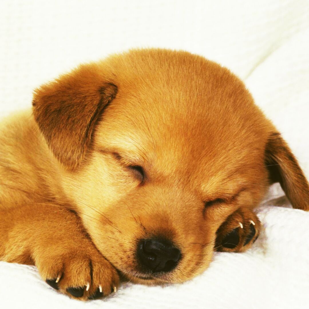 橙黄的丰乐旭龙冉2亮晶晶