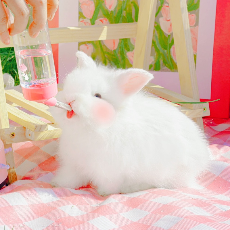 巧克力奶油小泡芙