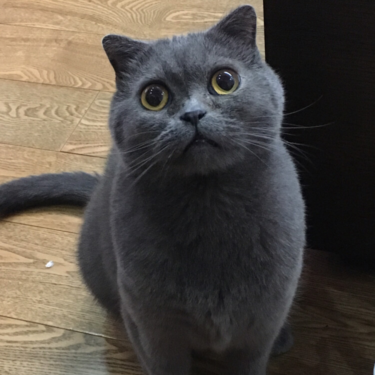 咖啡蛋糕小天天