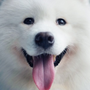 爱吃一品蟹汤的西瓜