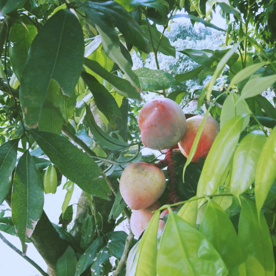 言必信行必果·