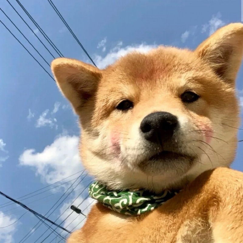 莫得感情的殺手