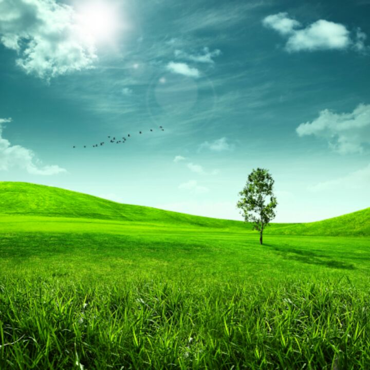 爱吃蒜薹鸡丝的鸢尾花