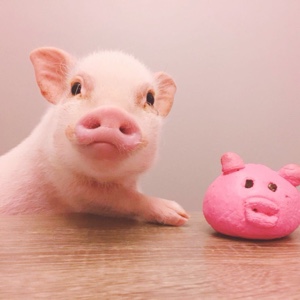 你辣么美说什么都是对的